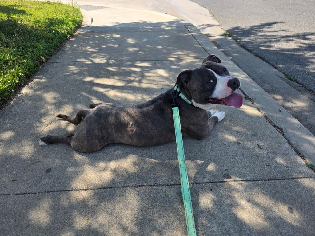 Enlarge Riggs, a ADOPTABLE mixed breed in Oceanside, CA image 3/5