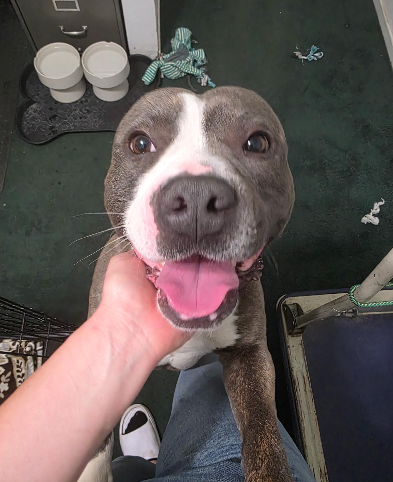 Enlarge Riggs, a ADOPTABLE mixed breed in Oceanside, CA image 1/5