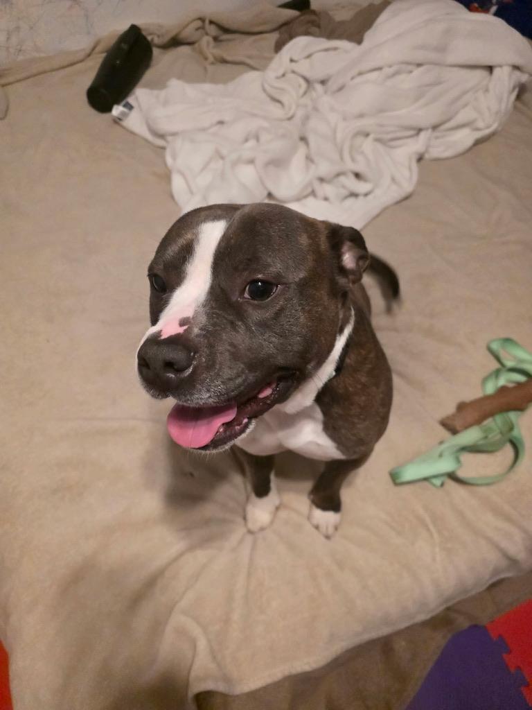 Enlarge Riggs, a ADOPTABLE mixed breed in Oceanside, CA image 4/5