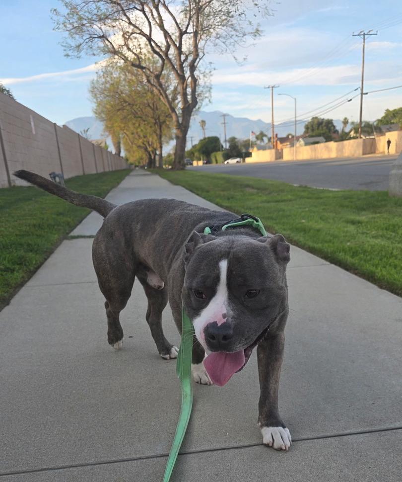 Enlarge Riggs, a ADOPTABLE mixed breed in Oceanside, CA image 5/5