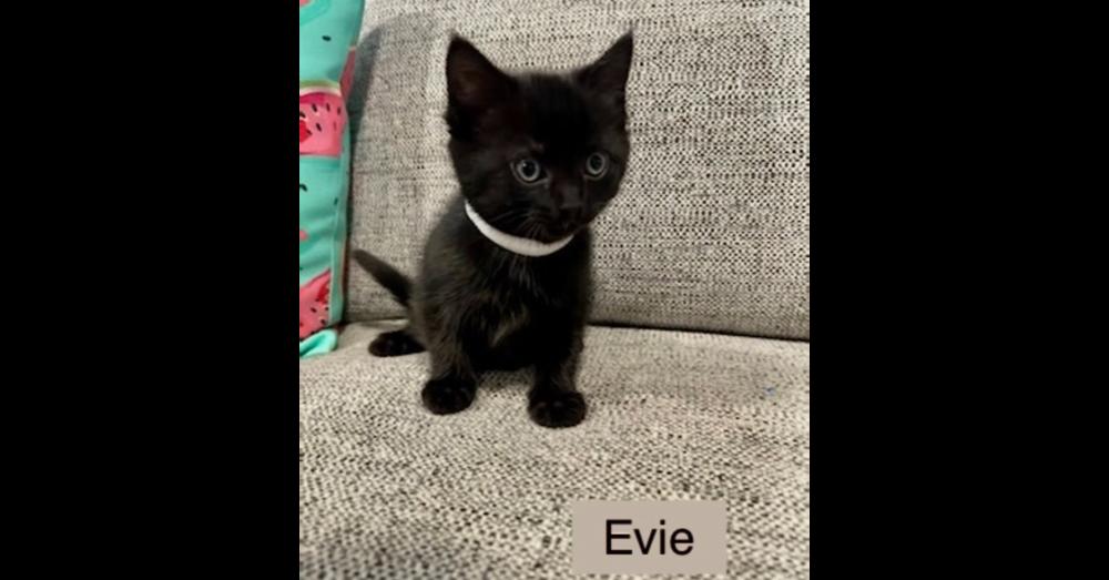 Enlarge Evie, a Adoptable Domestic Short Hair in Chalfont, PA image 2/2
