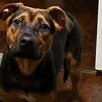 Ellie, ADOPTABLE, Young Female German Shepherd Dog.