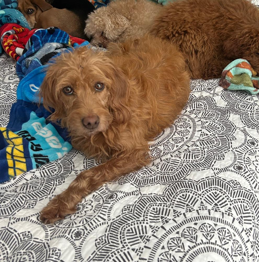 Goldie, a Adoptable Goldendoodle in Covington, KY image 1/4