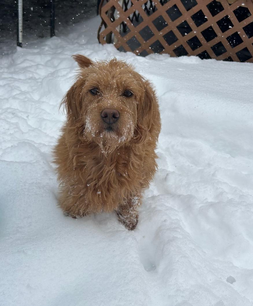 Goldie, a Adoptable Goldendoodle in Covington, KY image 2/4