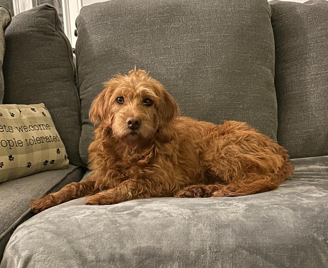 Goldie, a Adoptable Goldendoodle in Covington, KY image 3/4