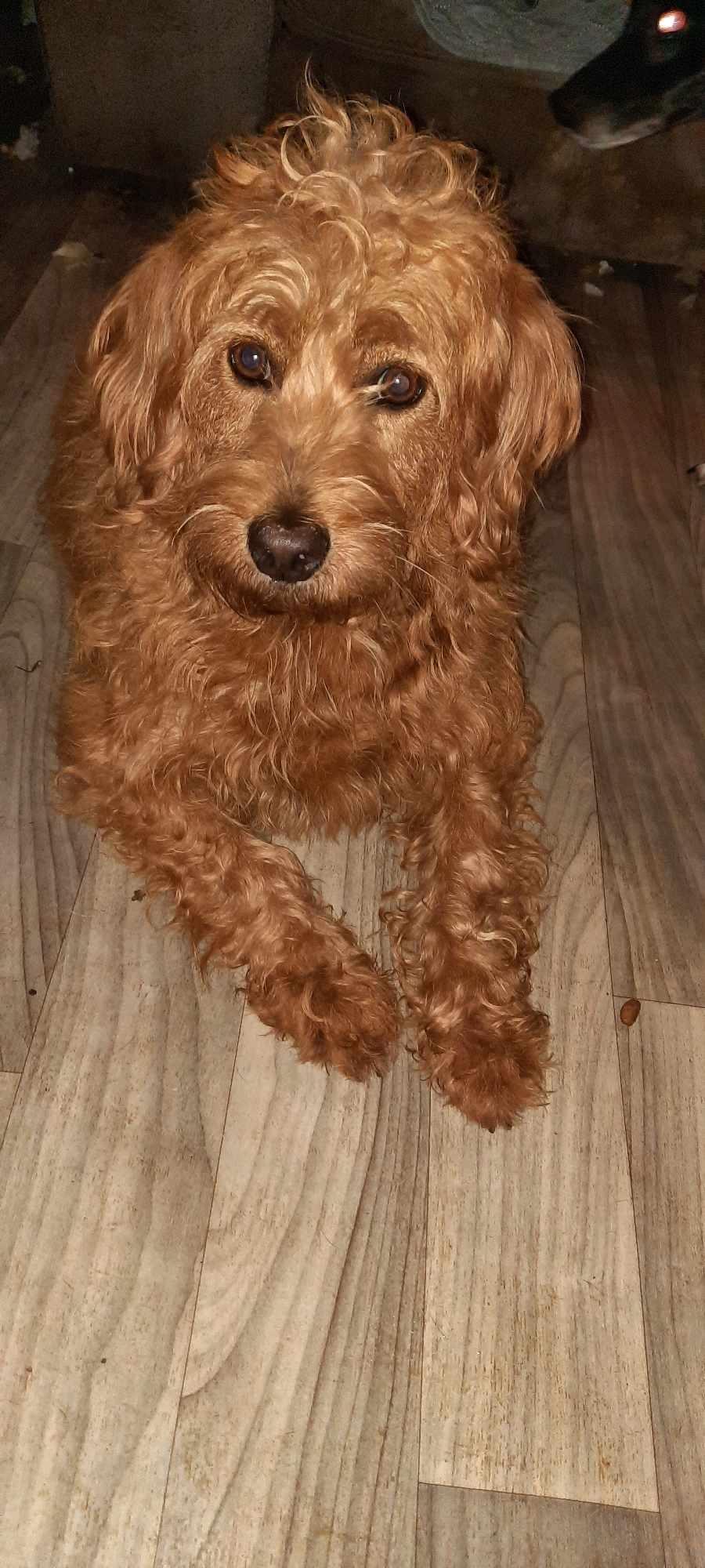 Goldie, a Adoptable Goldendoodle in Covington, KY image 4/4