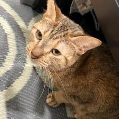 Silvia, Adoptable, Adult Female Domestic Short Hair.