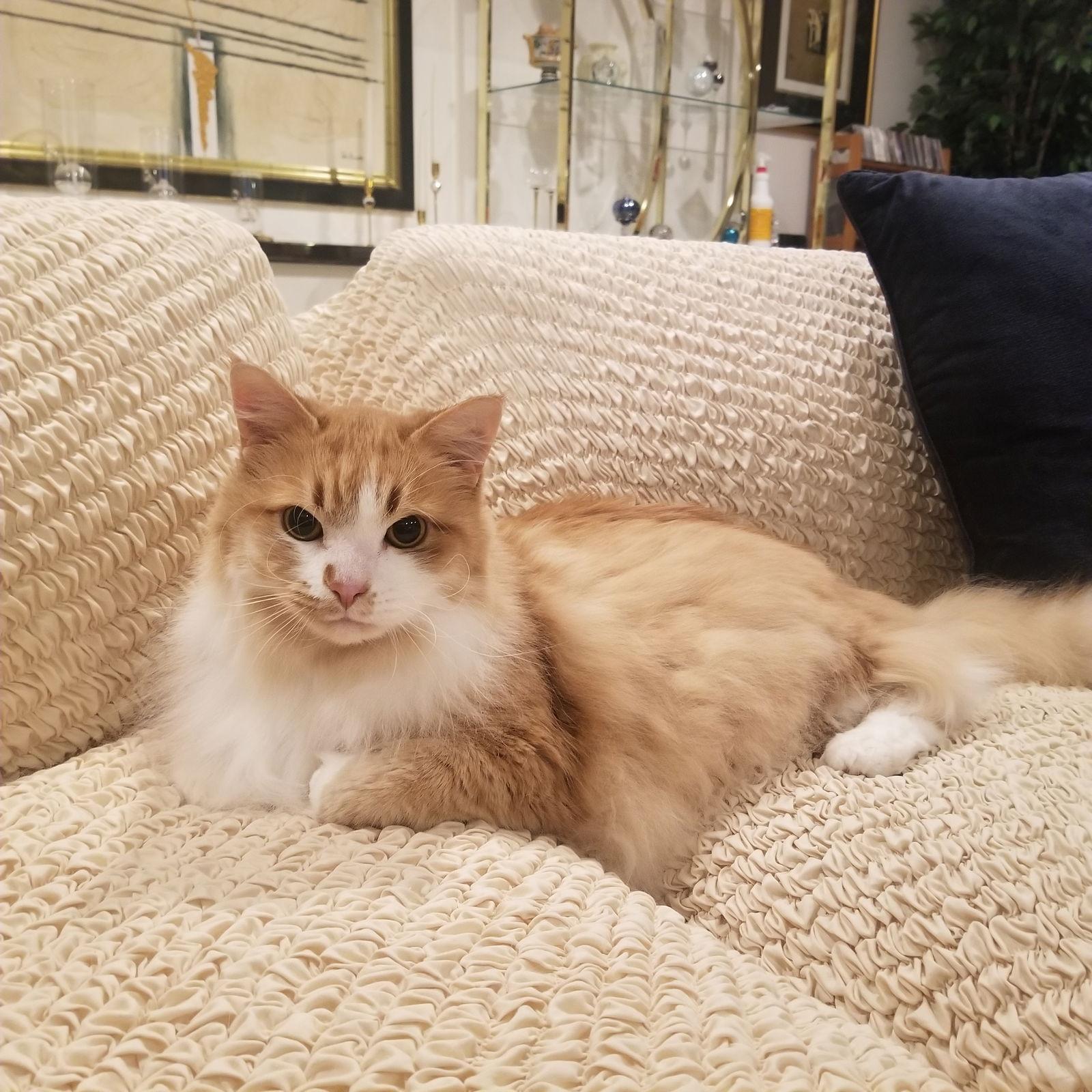 Enlarge Simba, a Adoptable Domestic Medium Hair in Chandler, AZ image 2/3