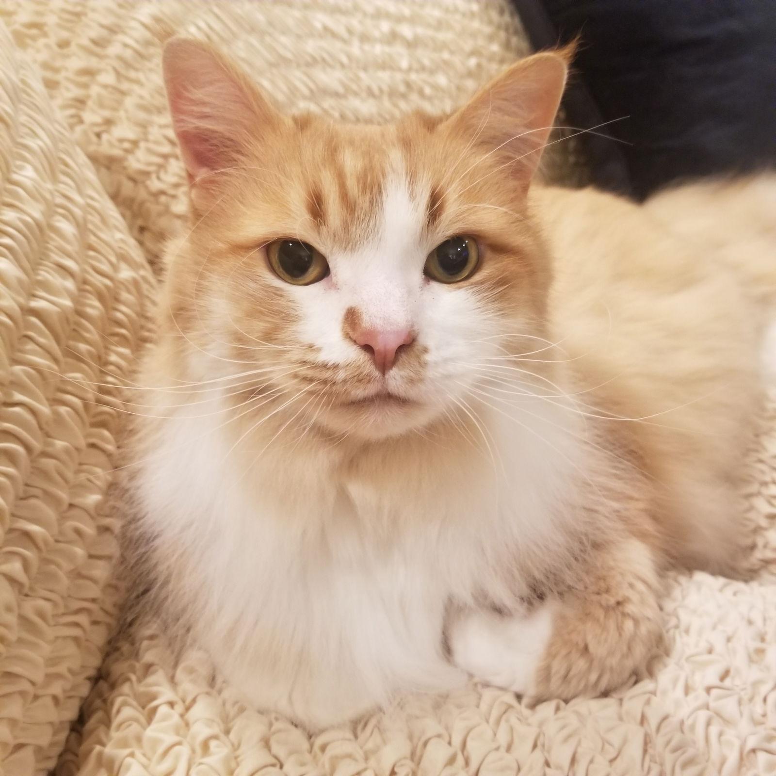 Simba, Adoptable, Adult Male Domestic Medium Hair.