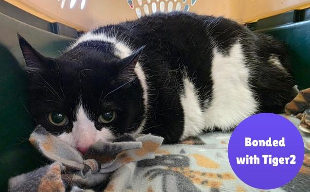 Kelsie, Adoptable, Senior Female Domestic Short Hair.