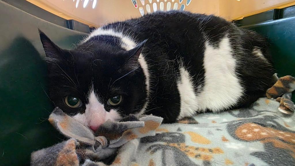 Enlarge Kelsie, a Adoptable mixed breed in Fond Du Lac, WI image 2/4