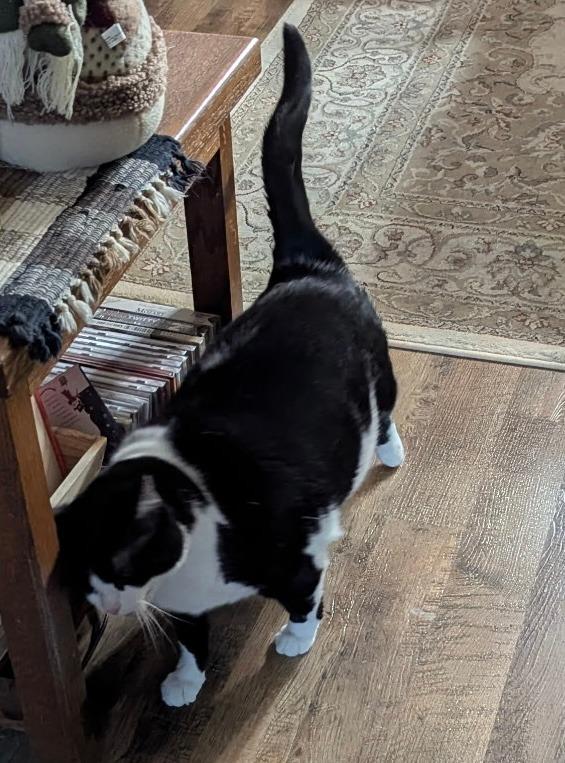 Enlarge Kelsie, a Adoptable mixed breed in Fond Du Lac, WI image 4/4