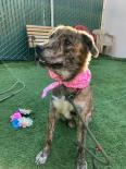 Enlarge Sweetie, an adopted mixed breed in Lakeside, AZ image 2/4