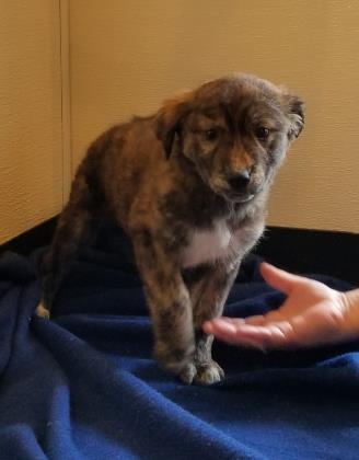 Enlarge Sweetie, an adopted mixed breed in Lakeside, AZ image 4/4