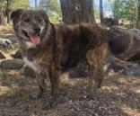Sweetie, adopted, Adult Female German Shepherd Dog.