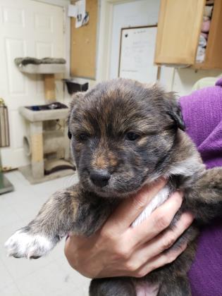 Enlarge Sweetie, an adopted mixed breed in Lakeside, AZ image 3/4