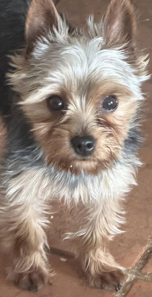 Enlarge Hunter, a Adopted Yorkshire Terrier in Ashville, OH image 2/2