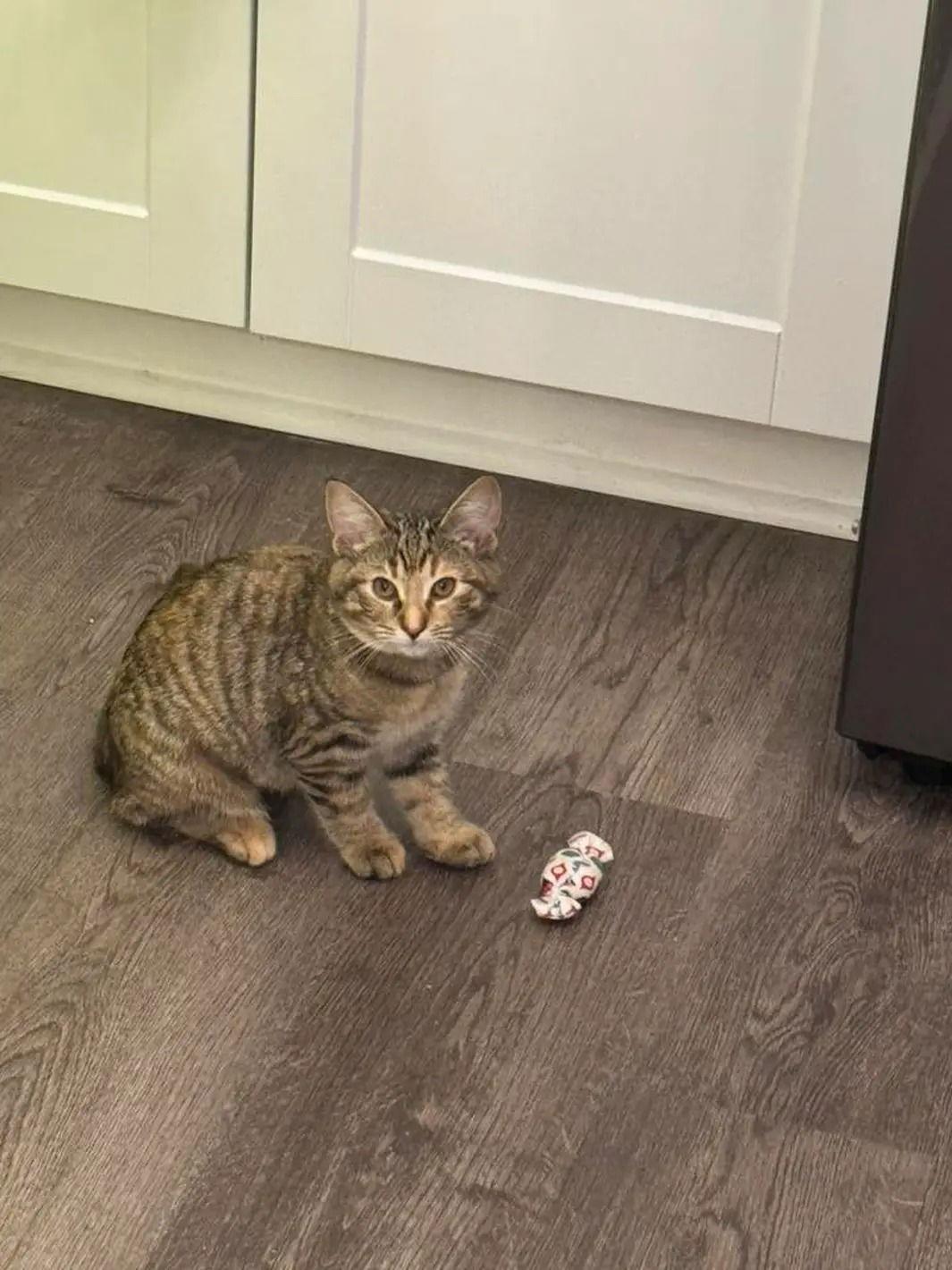 Eggnog, Adopted, Kitten Female Domestic Short Hair.