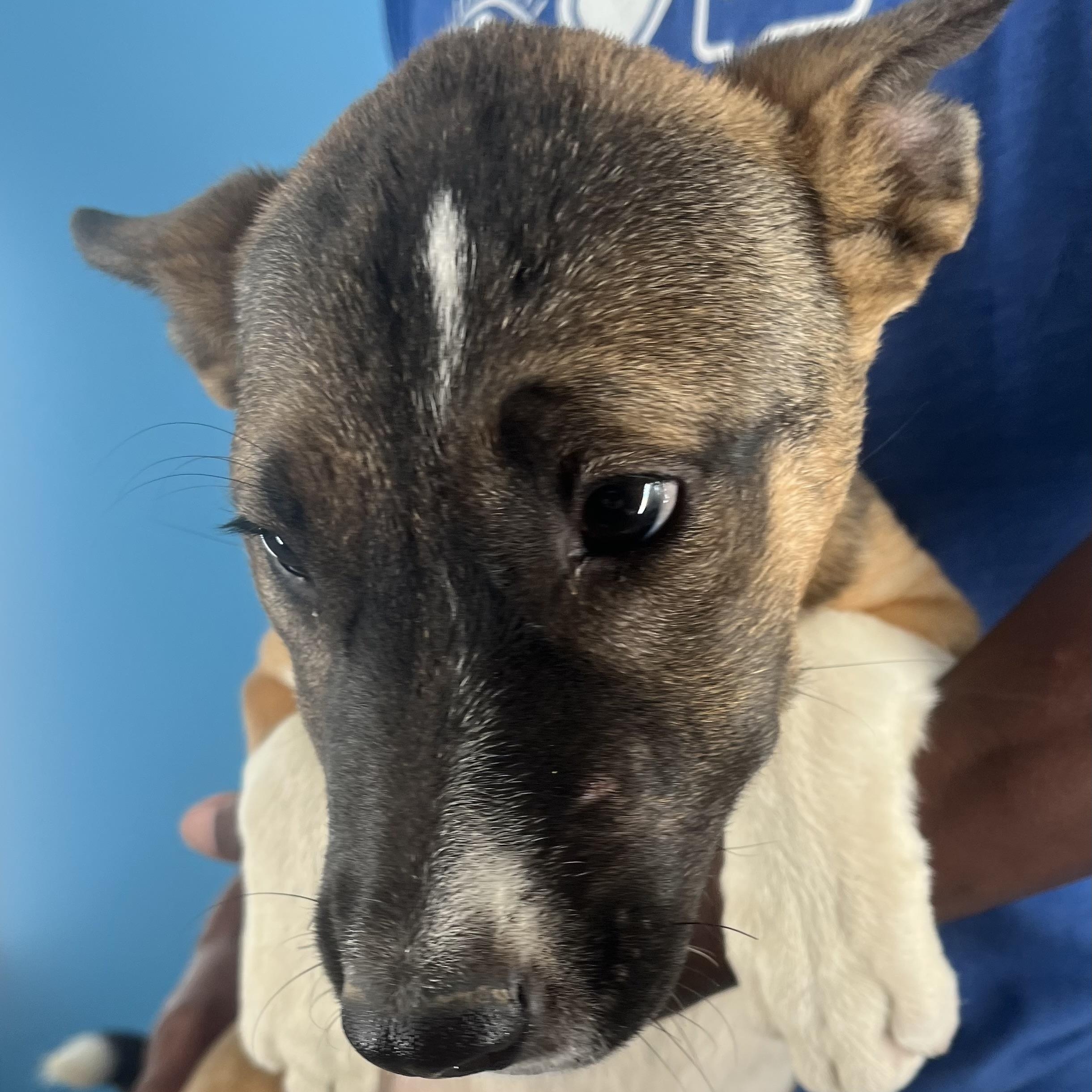 Penny - Local Sept 26-28