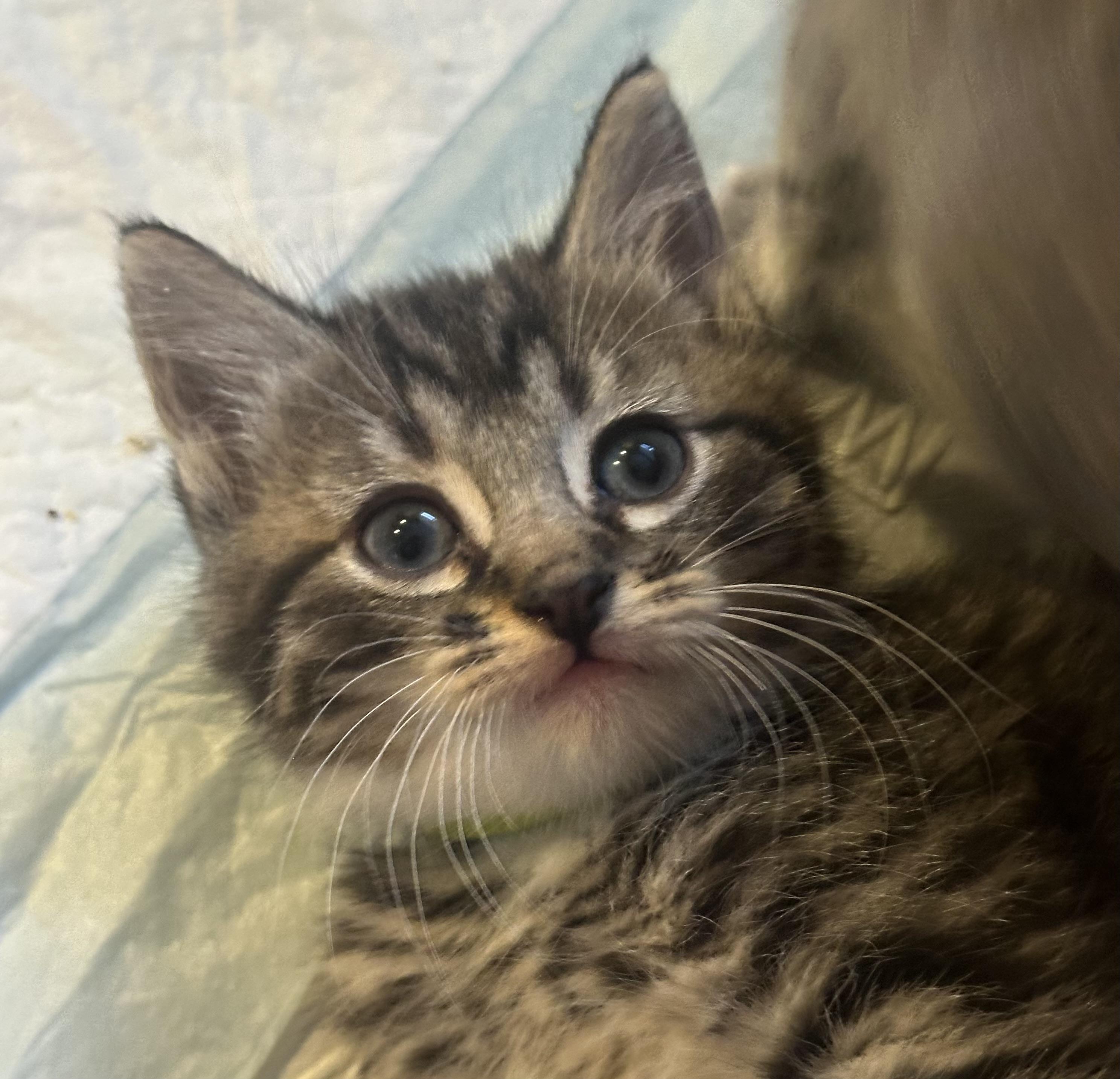 Sanji, Adoptable, Kitten Male Domestic Short Hair.