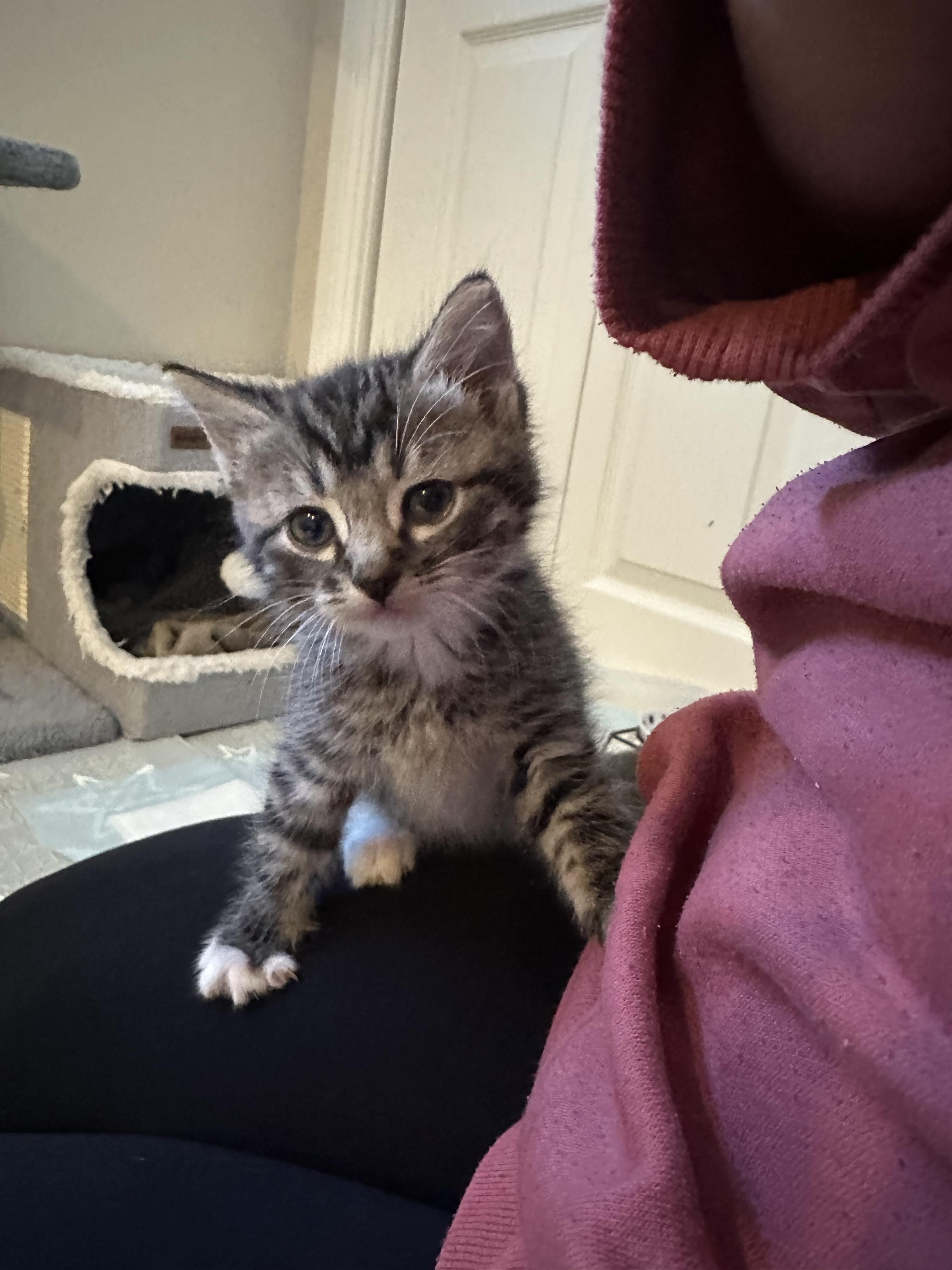 Enlarge Sanji, a Adoptable Domestic Short Hair in Fruit Heights, UT image 2/3