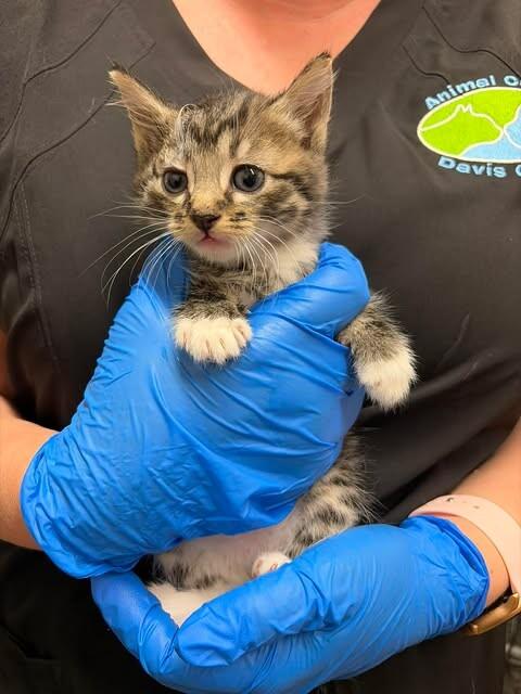 Enlarge Sanji, a Adoptable Domestic Short Hair in Fruit Heights, UT image 3/3