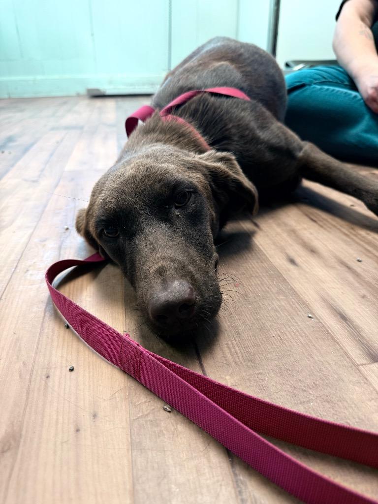 Maple, Adoptable, Adult Female Labrador Retriever & Mixed Breed.