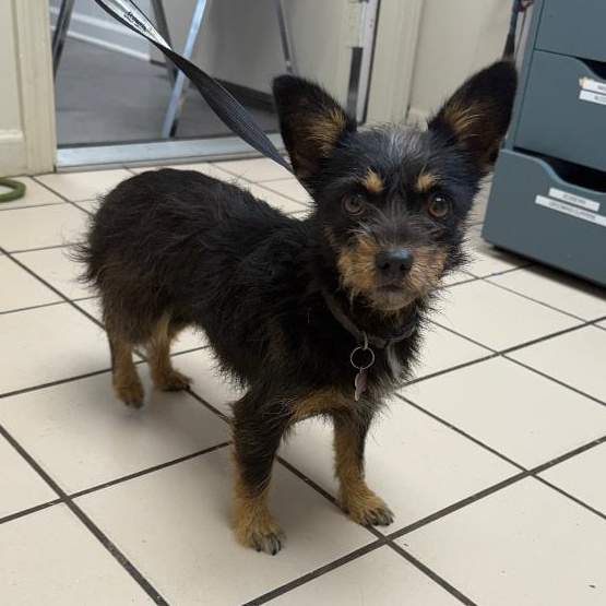 Callie Rose - Foster Home Needed