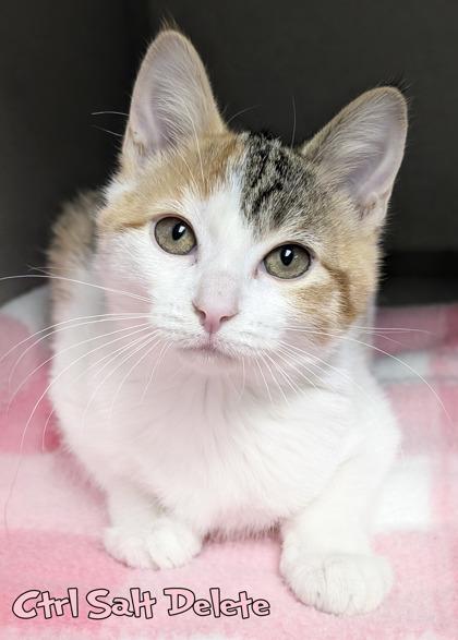Ctrl Salt Delete, Adoptable, Kitten Female Domestic Short Hair & Domestic Short Hair.