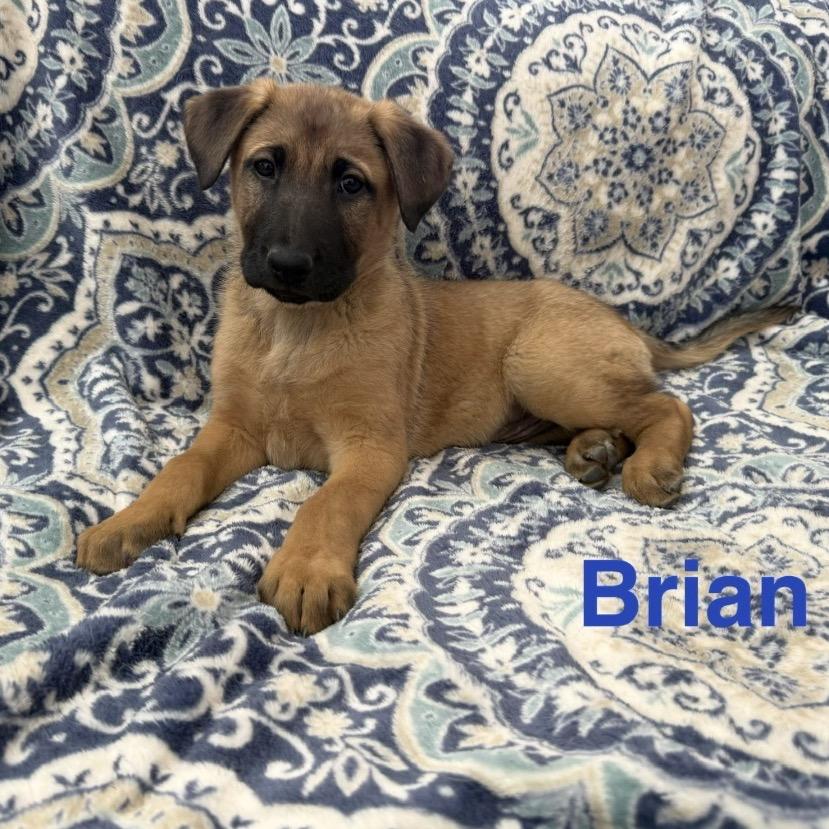 Mountain Strong Brian, Adoptable, Puppy Male German Shepherd Dog.