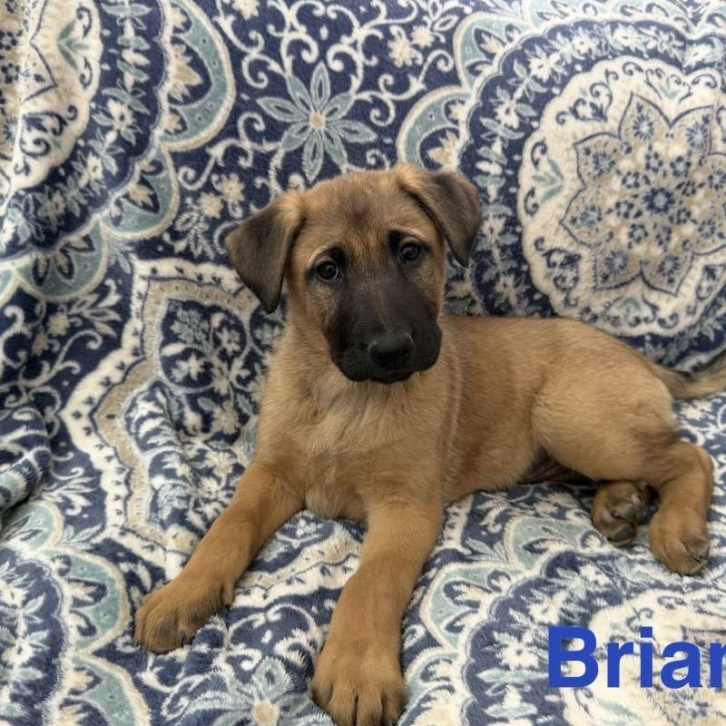 Enlarge Mountain Strong Brian, a Adoptable mixed breed in Lakewood, CO image 2/2