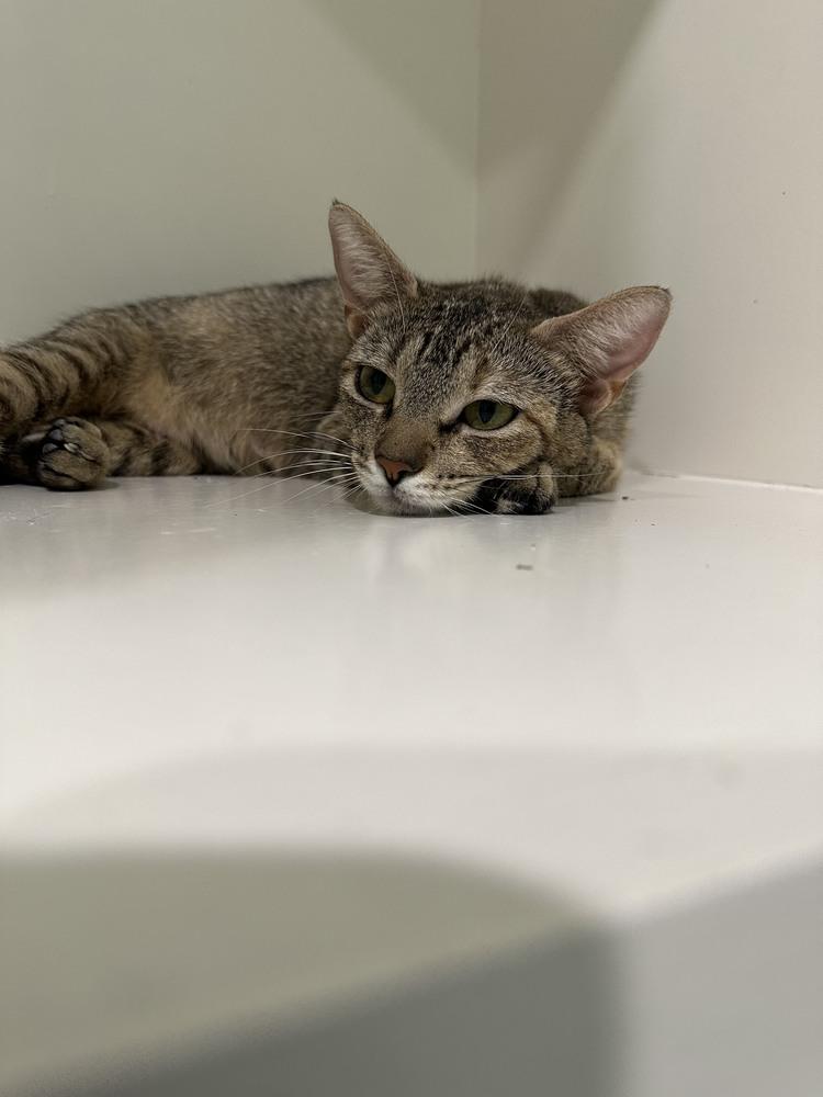 Mercedes, Adoptable, Adult Female Tabby.