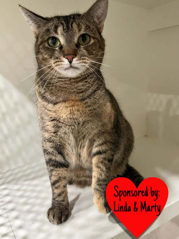 Enlarge Mercedes, a Adoptable Tabby in San Leon, TX image 2/6