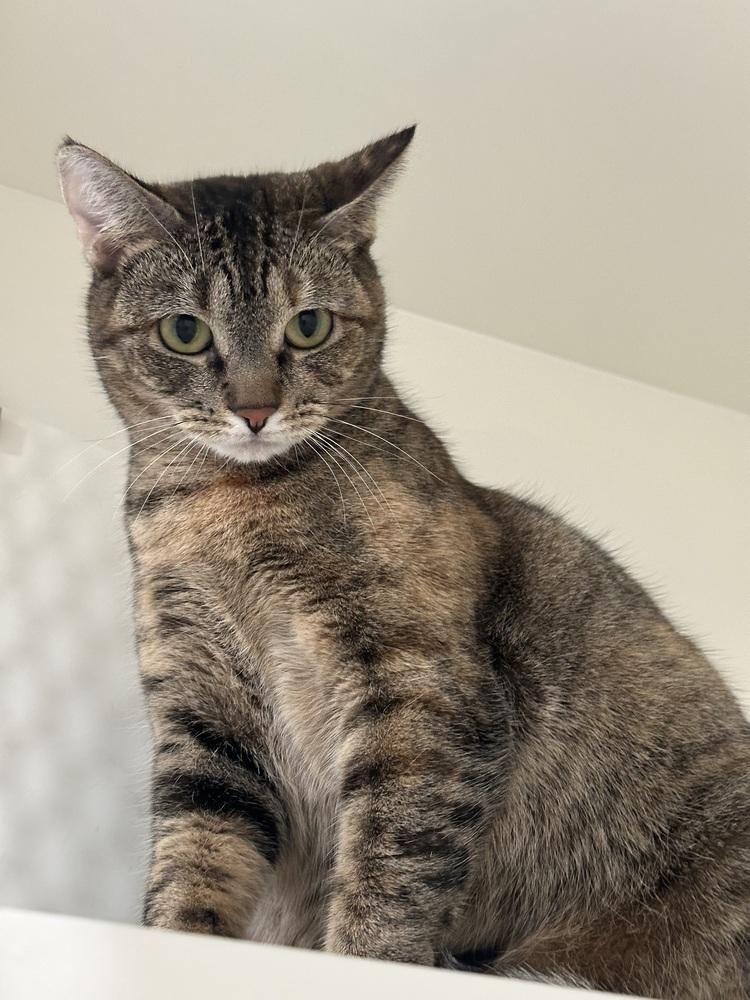 Enlarge Mercedes, a Adoptable Tabby in San Leon, TX image 2/5