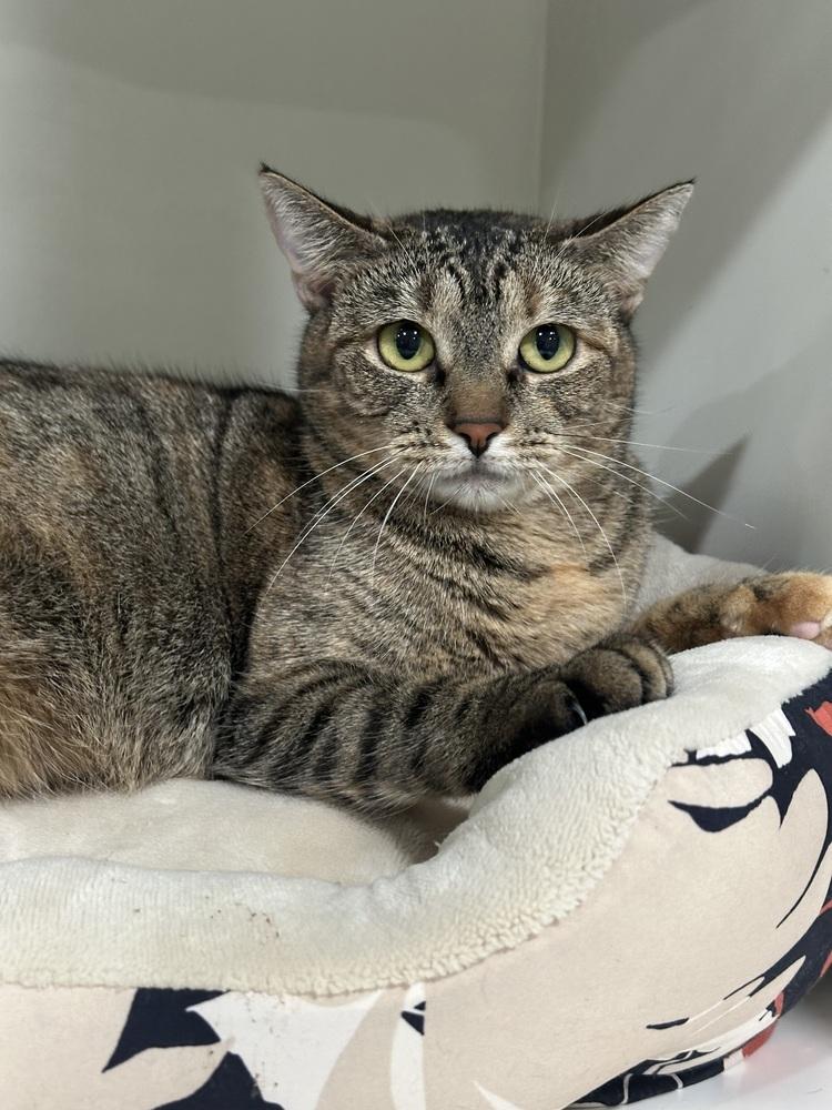 Mercedes, Adoptable, Adult Female Tabby.