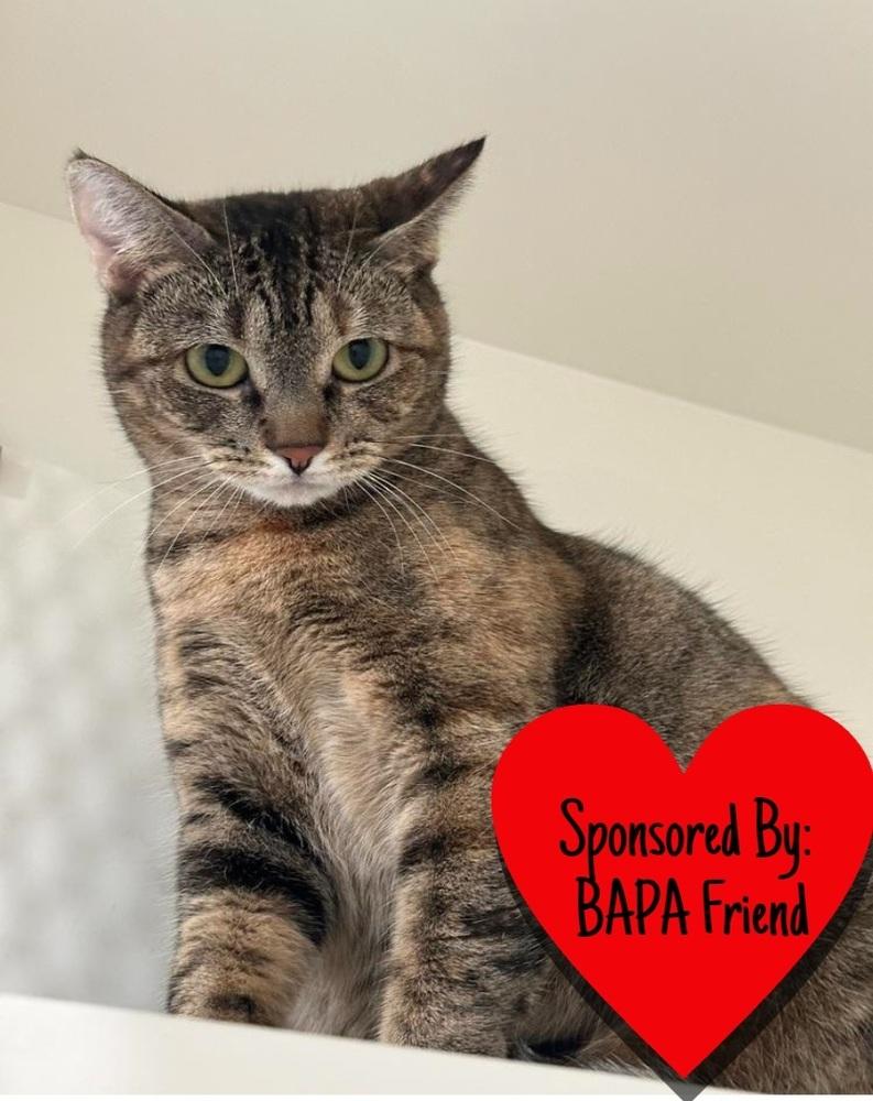 Enlarge Mercedes, a Adoptable Tabby in San Leon, TX image 4/5