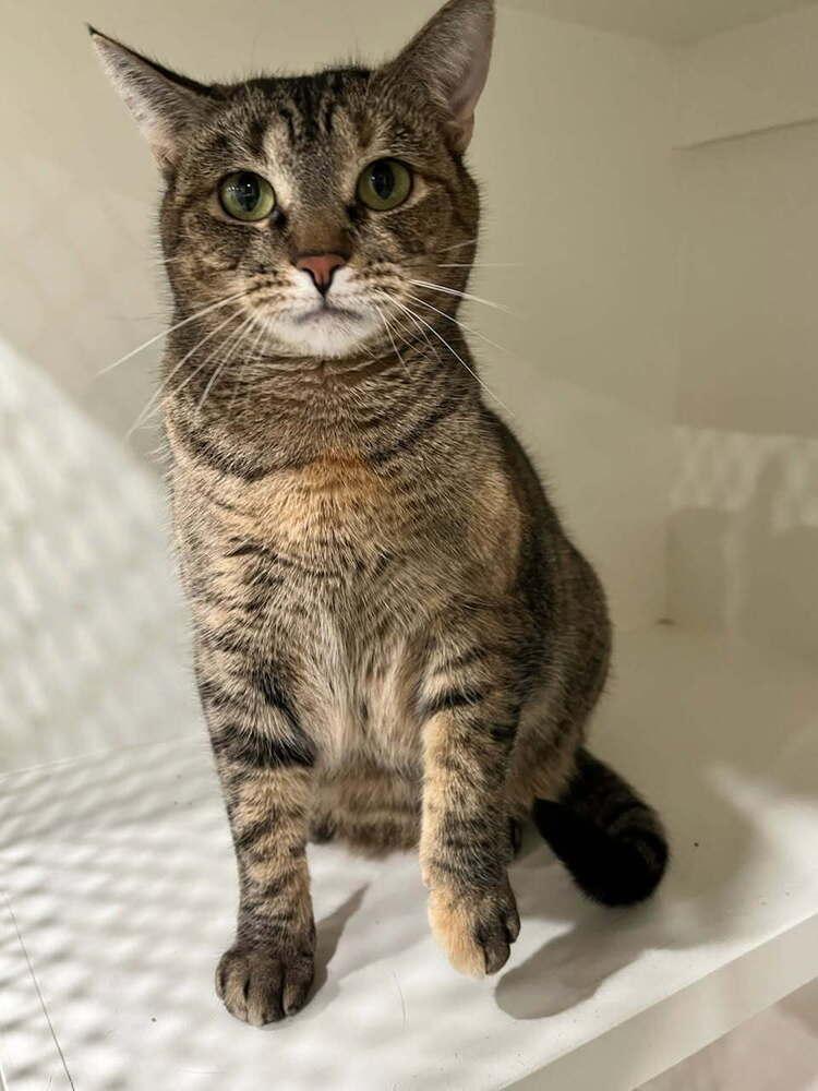 Enlarge Mercedes, a Adoptable Tabby in San Leon, TX image 5/6