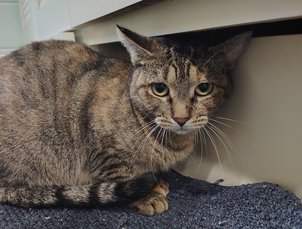 Enlarge Mercedes, a Adoptable Tabby in San Leon, TX image 5/5