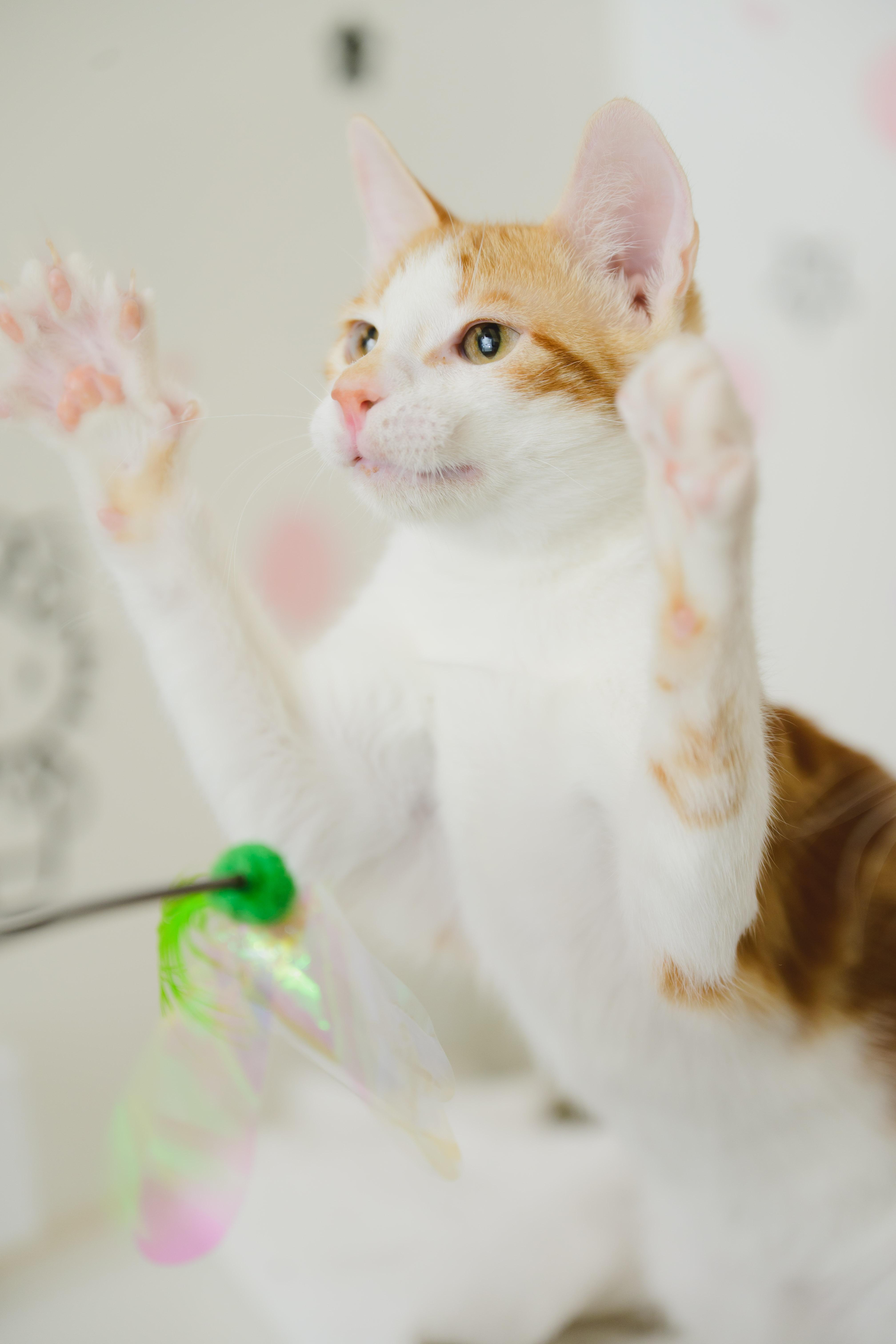 Enlarge Orange Julius, a Adopted Domestic Short Hair in Honolulu, HI image 5/6
