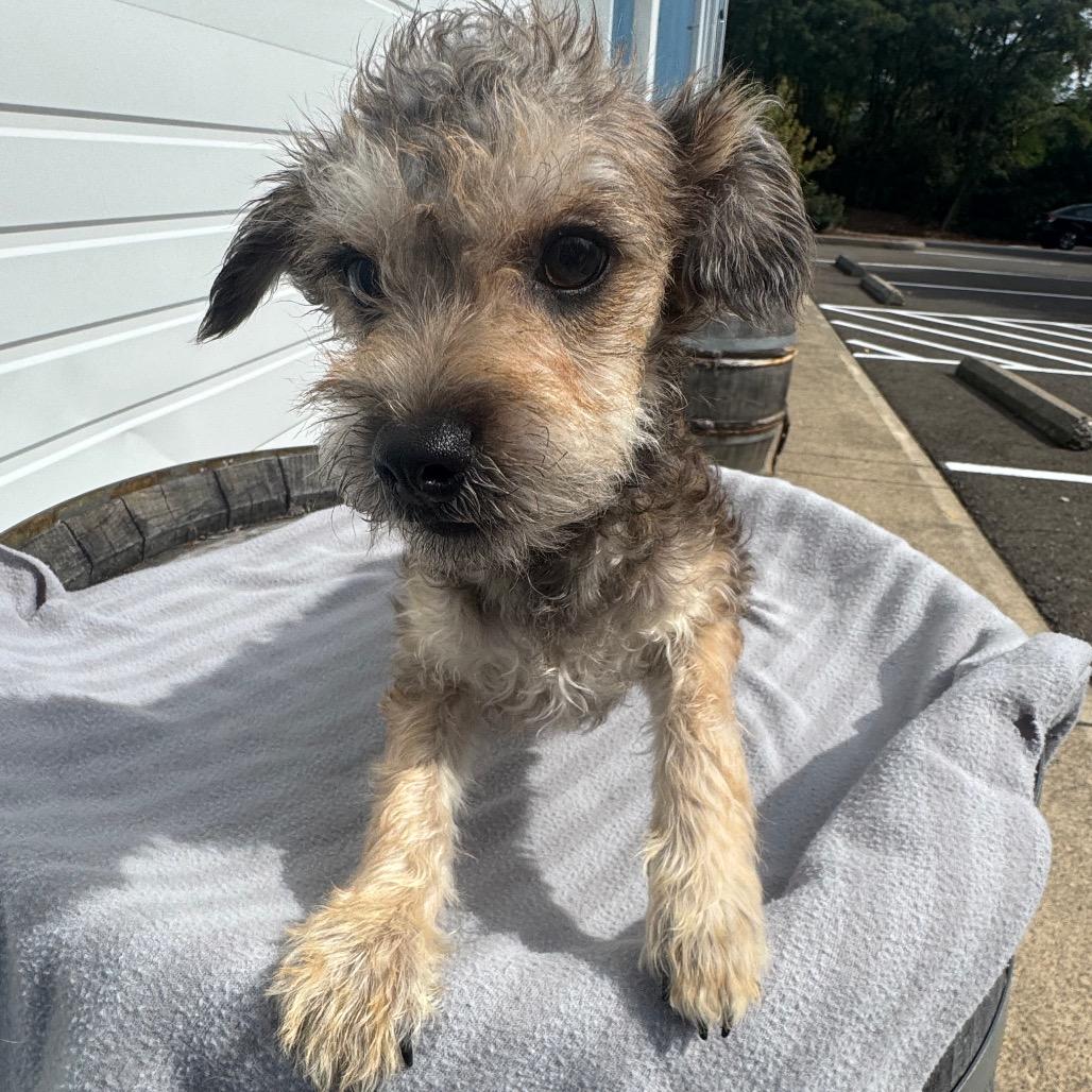 Enlarge Tater, a Adoptable mixed breed in Newberg, OR image 1/6
