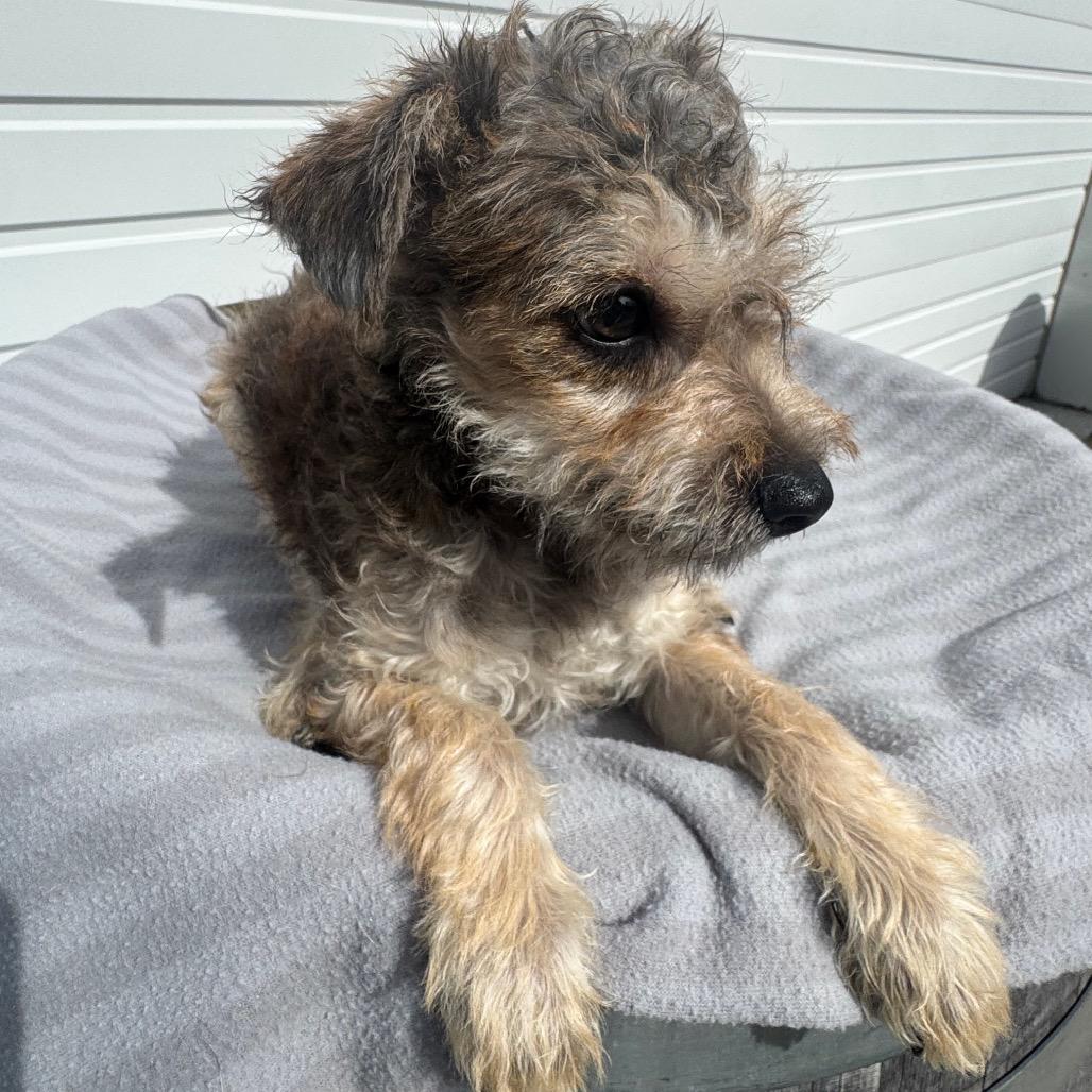 Enlarge Tater, a Adoptable mixed breed in Newberg, OR image 2/6