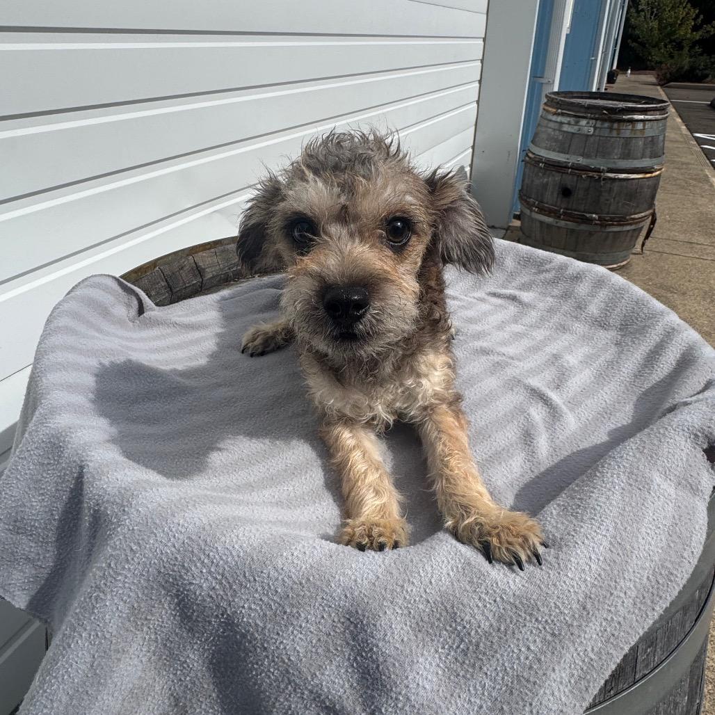 Enlarge Tater, a Adoptable mixed breed in Newberg, OR image 3/6