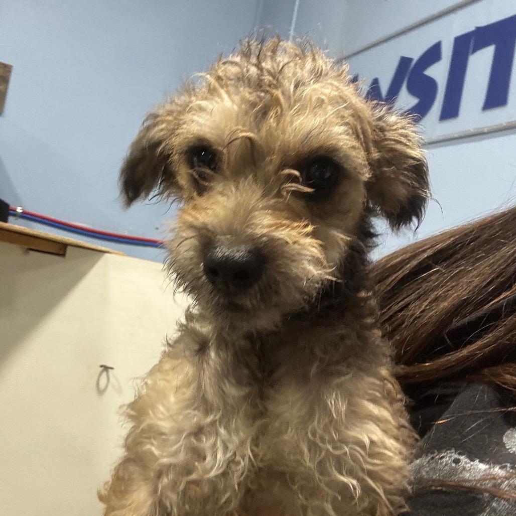 Enlarge Tater, a Adoptable mixed breed in Newberg, OR image 4/6