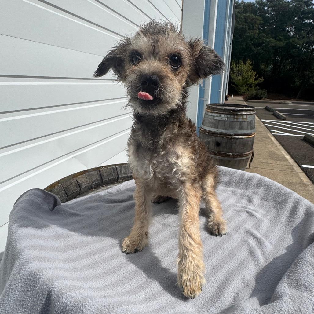Enlarge Tater, a Adoptable mixed breed in Newberg, OR image 5/6