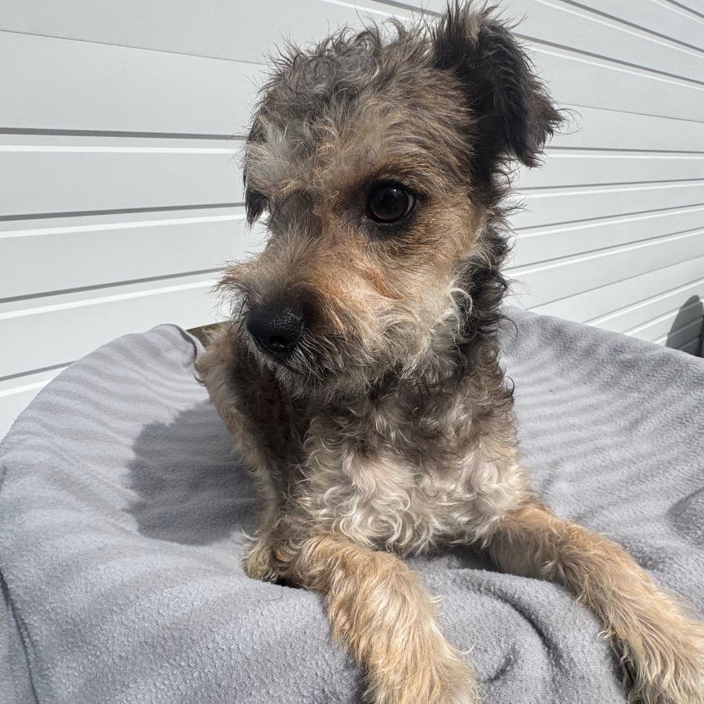 Enlarge Tater, a Adoptable mixed breed in Newberg, OR image 6/6