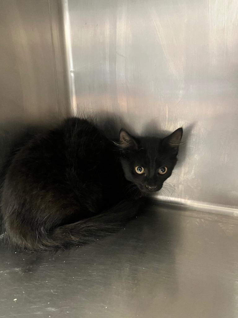 Victoria, Adoptable, Kitten Female Domestic Short Hair.