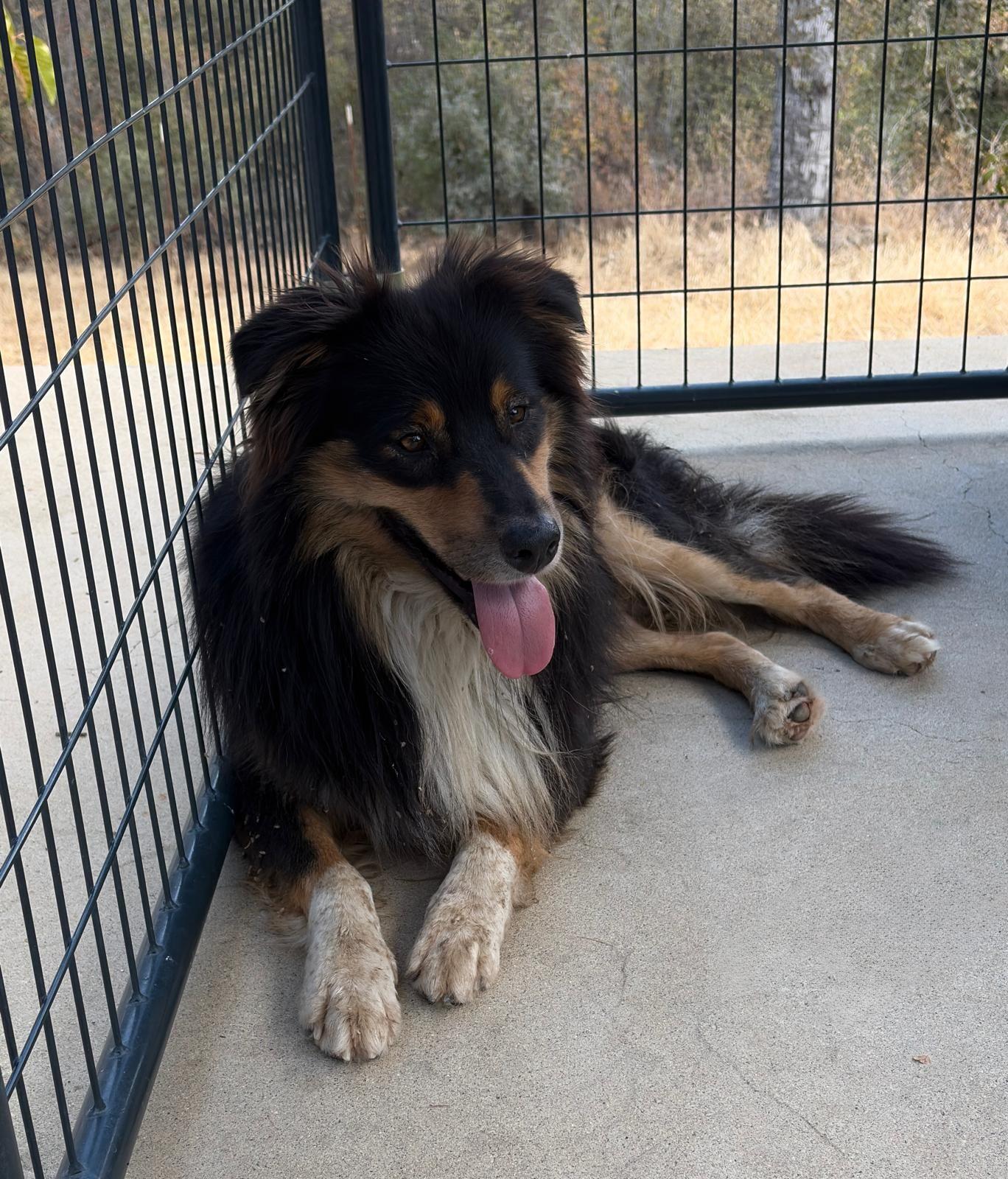 Enlarge Leo, a Adoptable Australian Shepherd in Coarsegold, CA image 2/2
