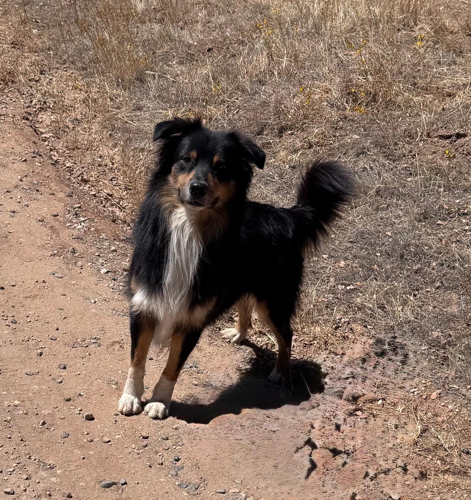 Enlarge Leo, a Adoptable Australian Shepherd in Coarsegold, CA image 1/2