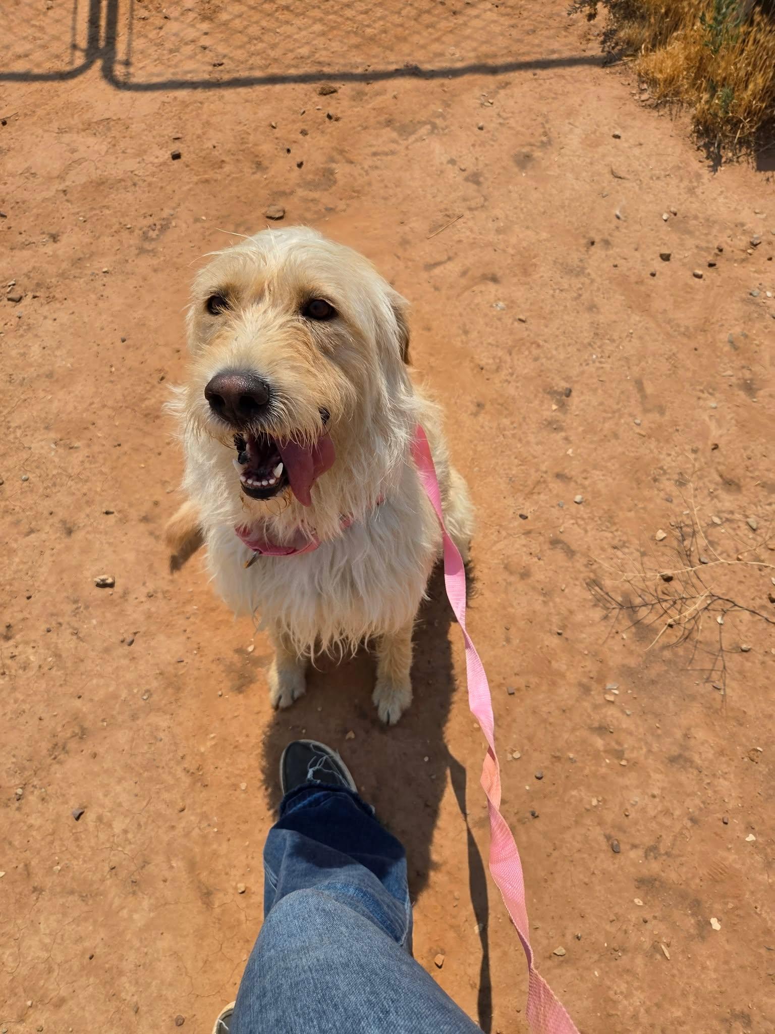 Millie, a ADOPTABLE mixed breed in Roosevelt, UT image 3/3