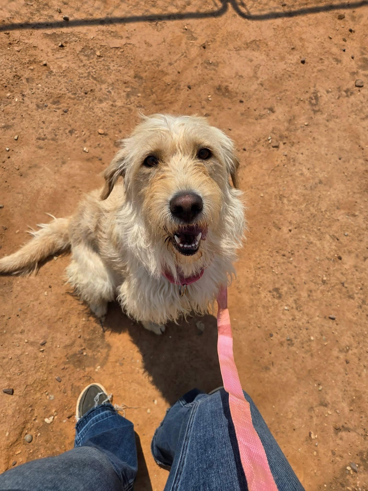 Millie, a ADOPTABLE mixed breed in Roosevelt, UT image 2/3